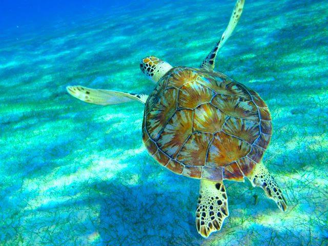 Rent A Boat from Caribbean Blue Boat Charters in St. Thomas USVI